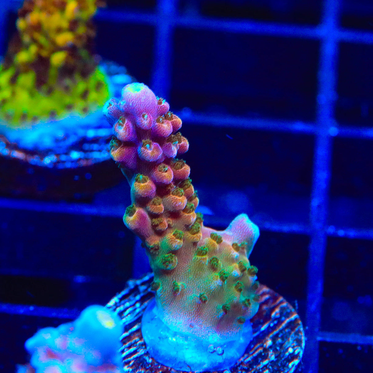 TSA Explosive Ember Acropora Coral – Top Shelf Aquatics