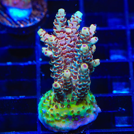 TSA Rainbow Sherbet Acropora Coral