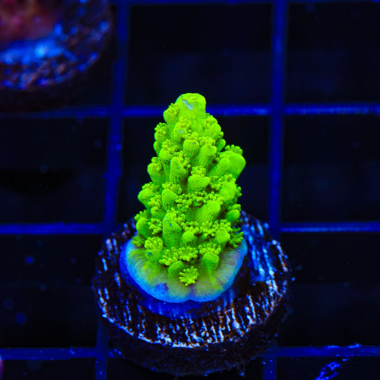 Green Slimer Acropora Coral