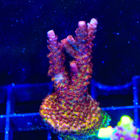 PC Rainbow Acropora Coral