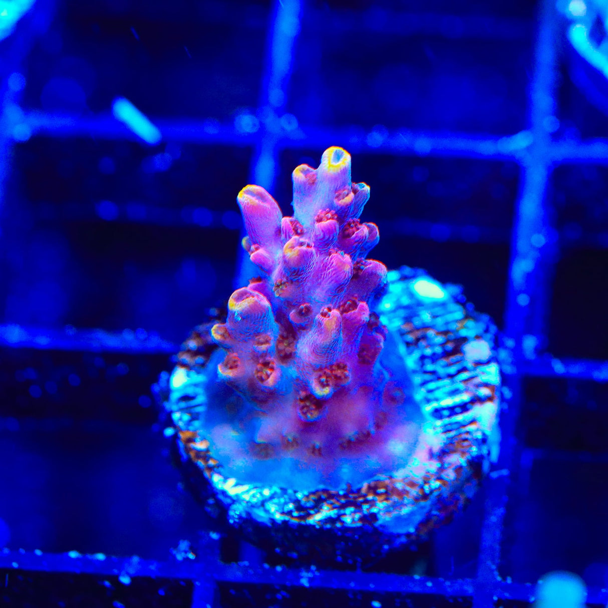 TSA Nightshade Acropora Coral