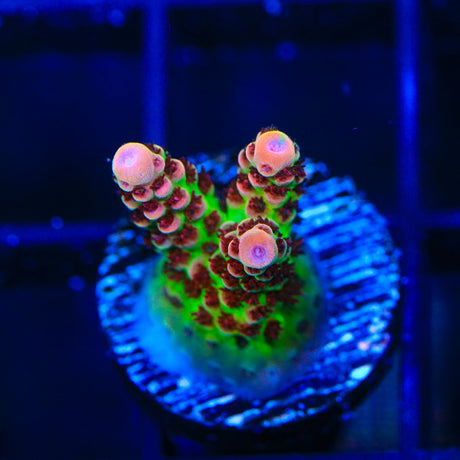 TSA Princess Peach Acropora Coral