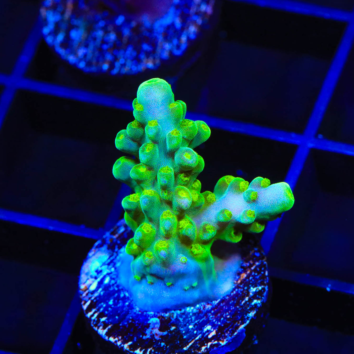 TSA Green Hornet Acropora Coral