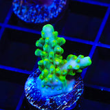 TSA Green Hornet Acropora Coral