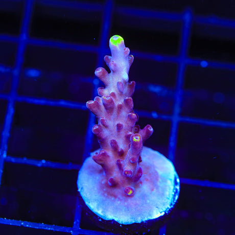 JF Fox Flame Acropora Coral