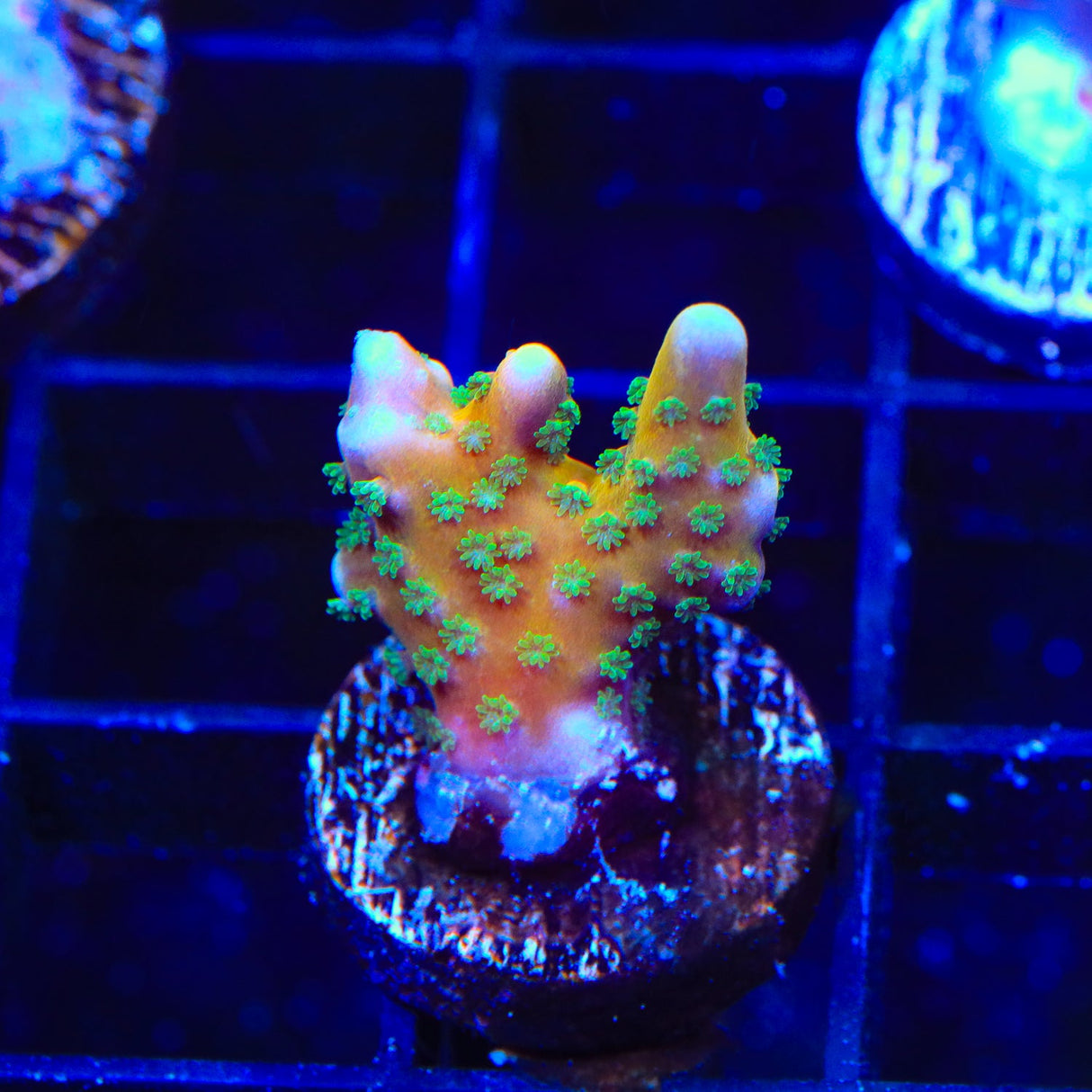 RRC Tropicana Anacropora Coral