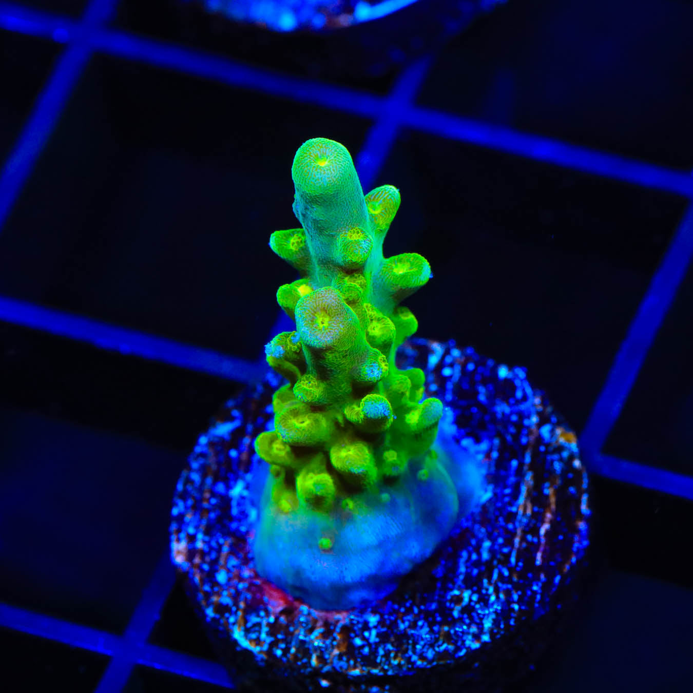 TSA Green Hornet Acropora Coral