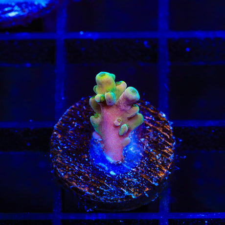 TSA Rainbow Fever Acropora Coral
