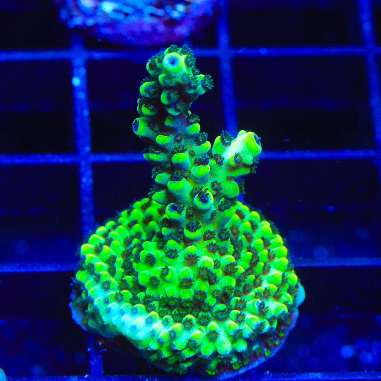 Laura's Purple Polyp Acropora Coral