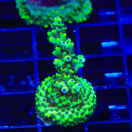 Laura's Purple Polyp Acropora Coral