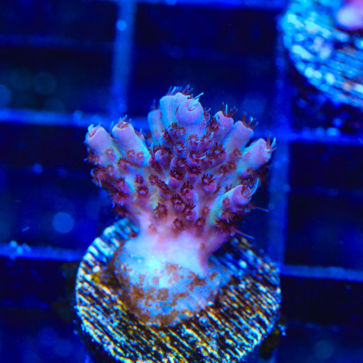 TSA Fizzy Fusion Acropora Coral