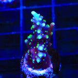 TSA The Riddler Acropora Coral