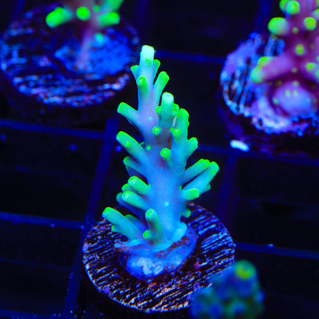 TSA Green Dragon Acropora Coral