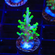 TSA Green Dragon Acropora Coral