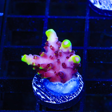 TSA Ice Tort Acropora Coral