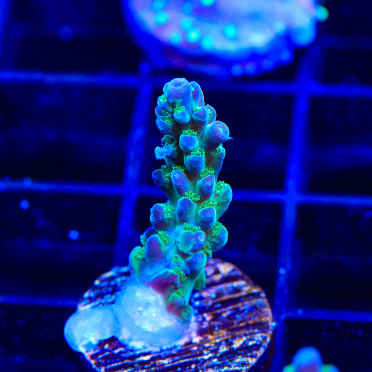 TSA Mossberry Acropora Coral