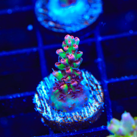 TSA Strawberry Shortcake Acropora Coral