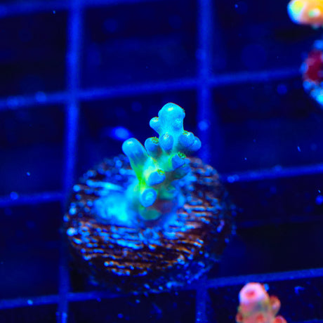 ORA Pearlberry Acropora Coral