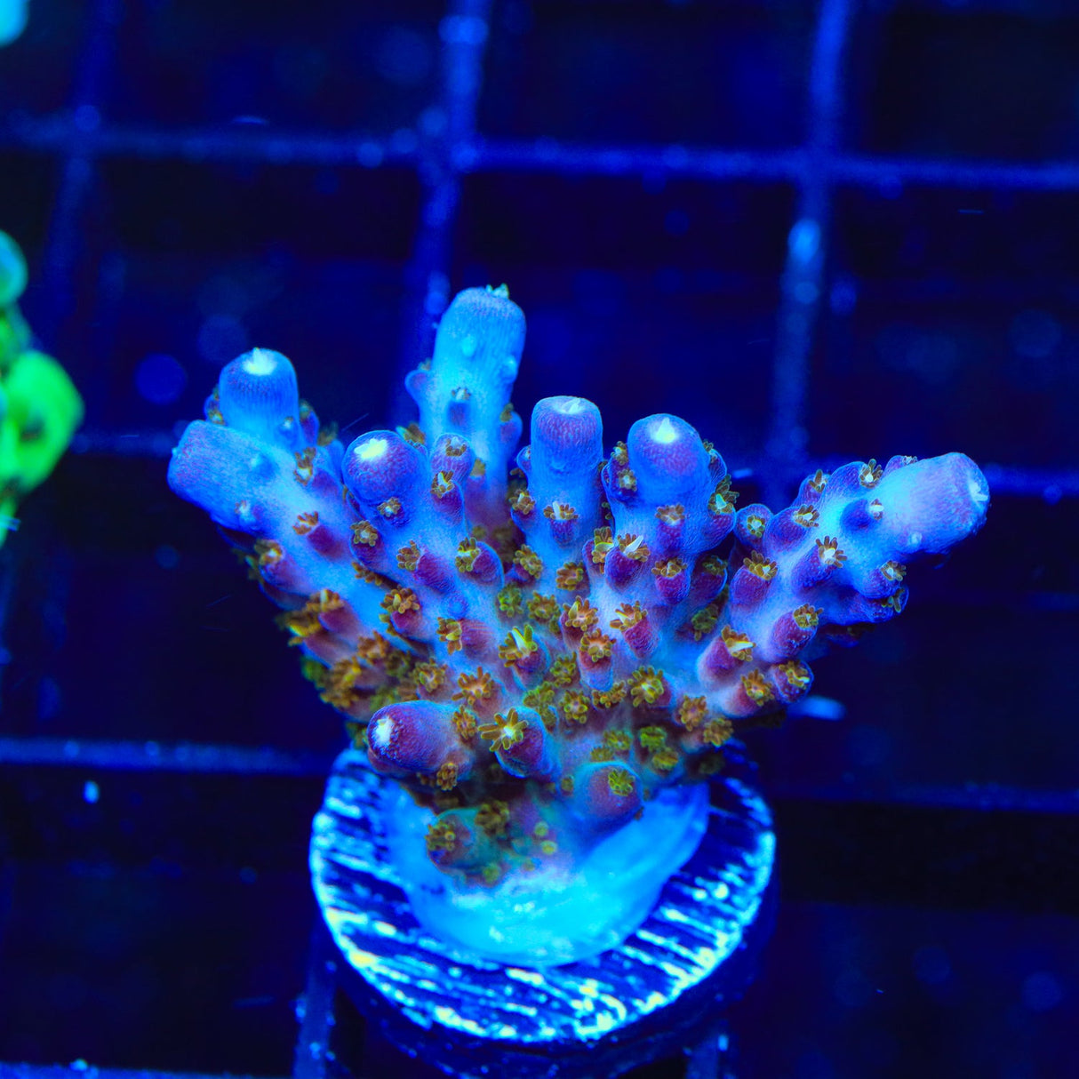 TSA Twisted Sister Acropora Coral