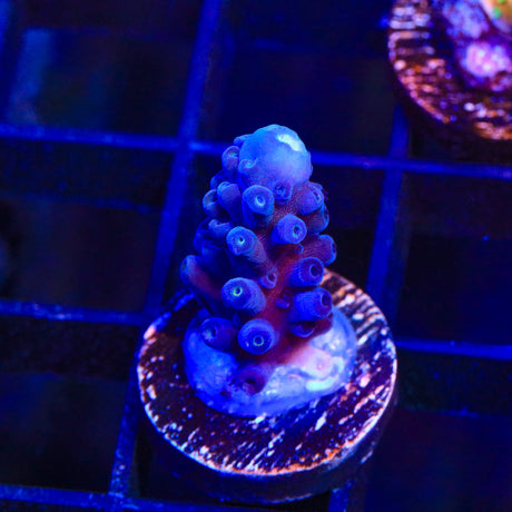 Jake Adams Immortal Tort Acropora Coral