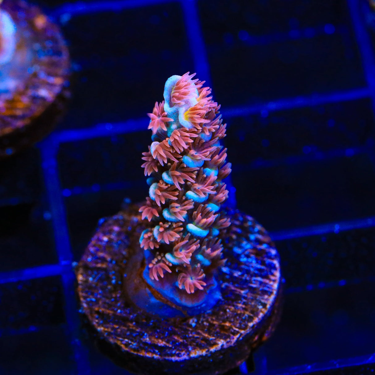 TSA Nebula Acropora Coral