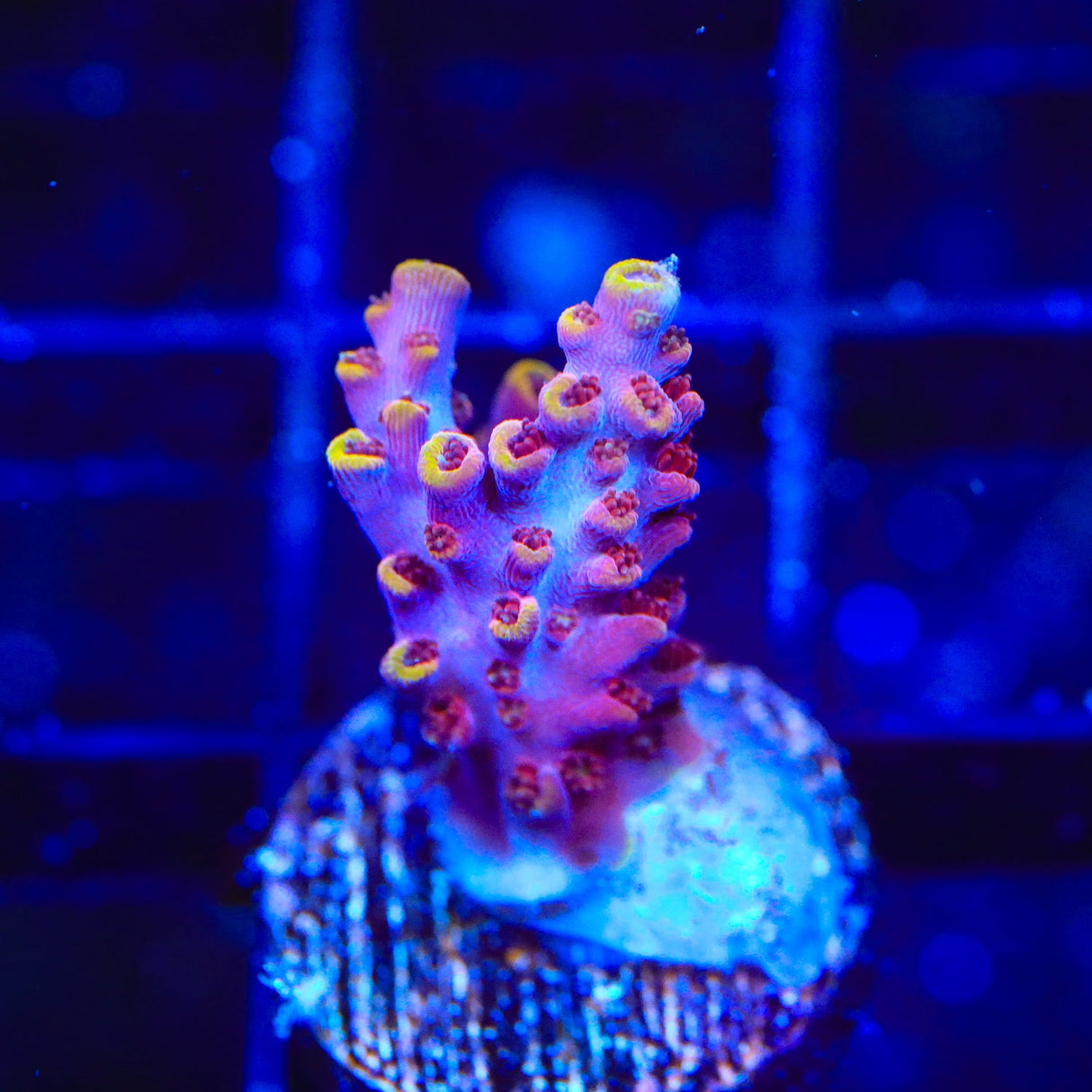 TSA Nightshade Acropora Coral