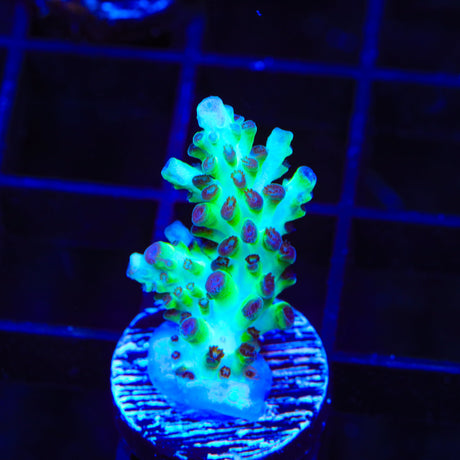 Laura's Purple Polyp Acropora Coral