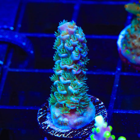 TSA Peach Tree Acropora Coral