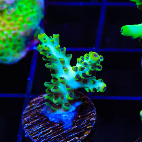 Laura's Purple Polyp Acropora Coral