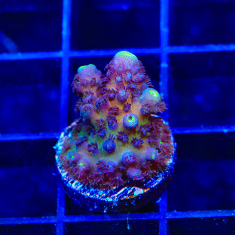 TSA Grimace Fiji Somoensis Acropora Coral