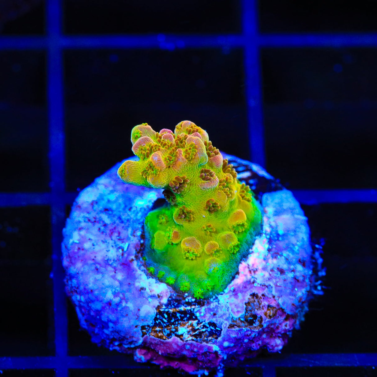 TSA Rainbow Sherbet Acropora Coral