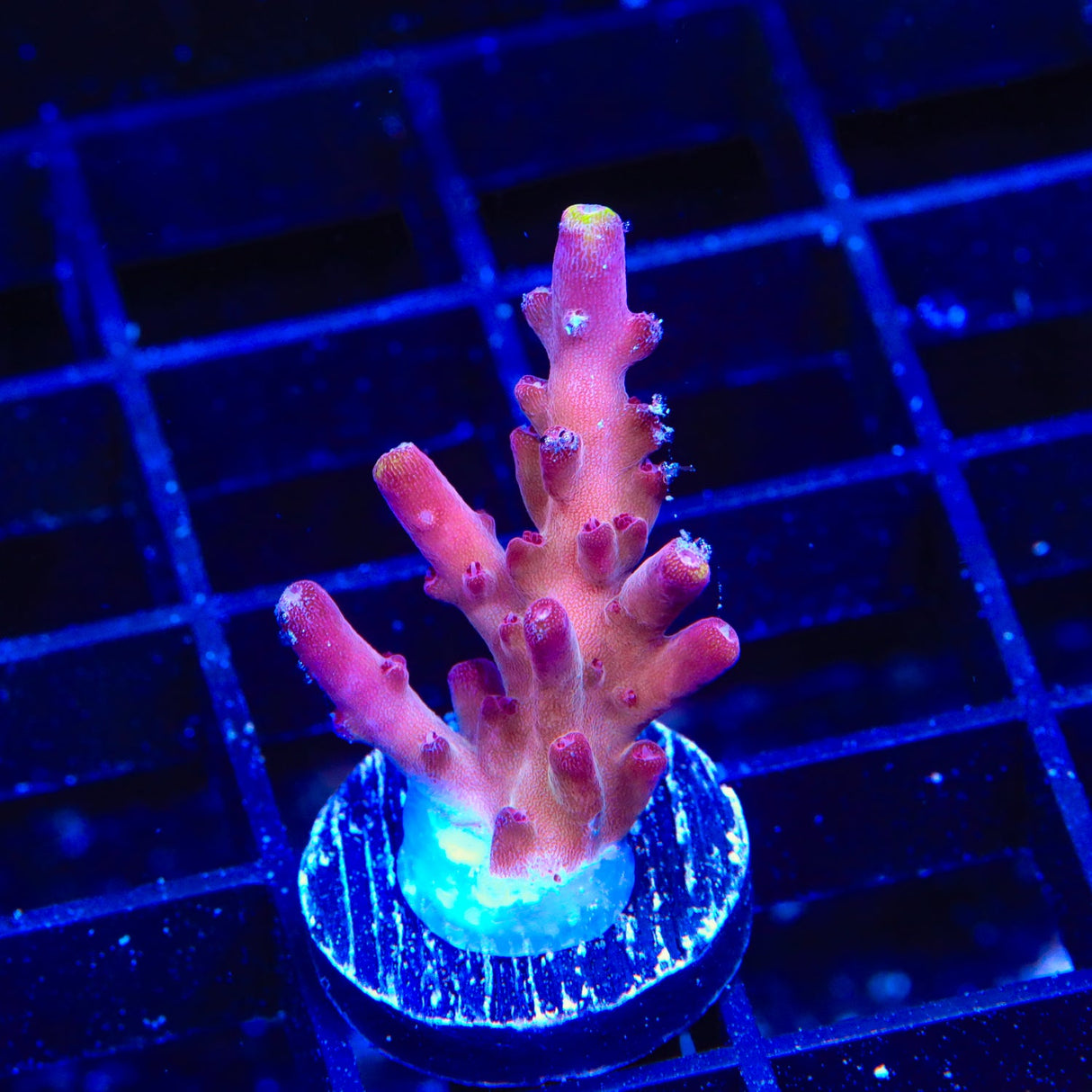 TSA Magma Flame Acropora Coral