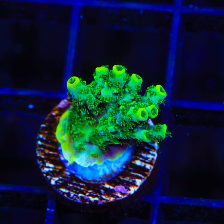 ORA Green Planet Acropora Coral