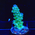 TSA Mossberry Acropora Coral