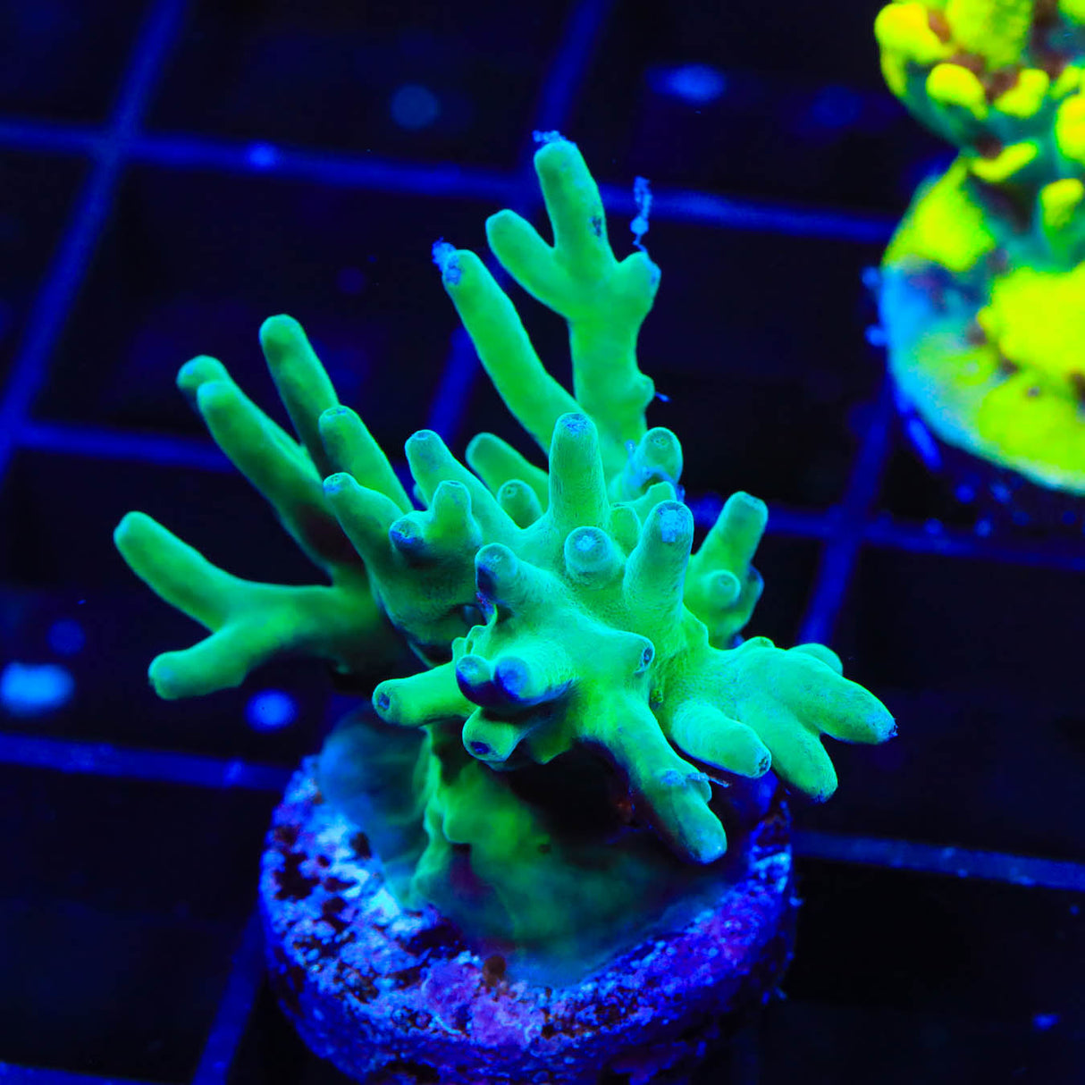 ORA Hawkins Echinata Acropora Coral