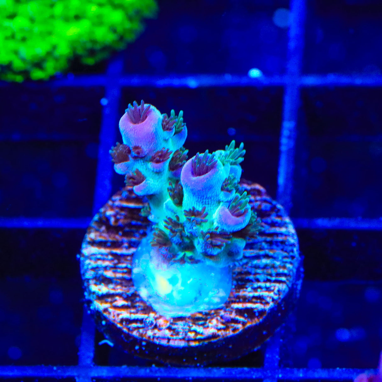 TSA Blueberry Sarmentosa Acropora Coral