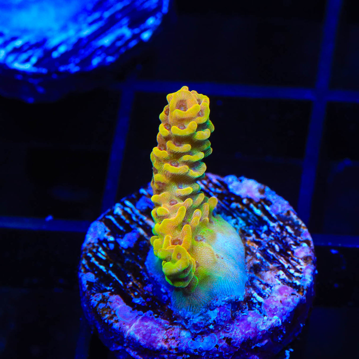 TSA Lion O Acropora Coral