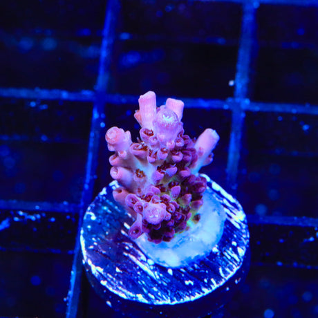 TSA Sparkler Acropora Coral