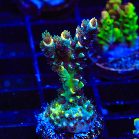 BkChem Froot Loops Acropora Coral