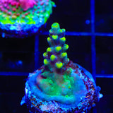 TSA Mile High Latistella Acropora Coral