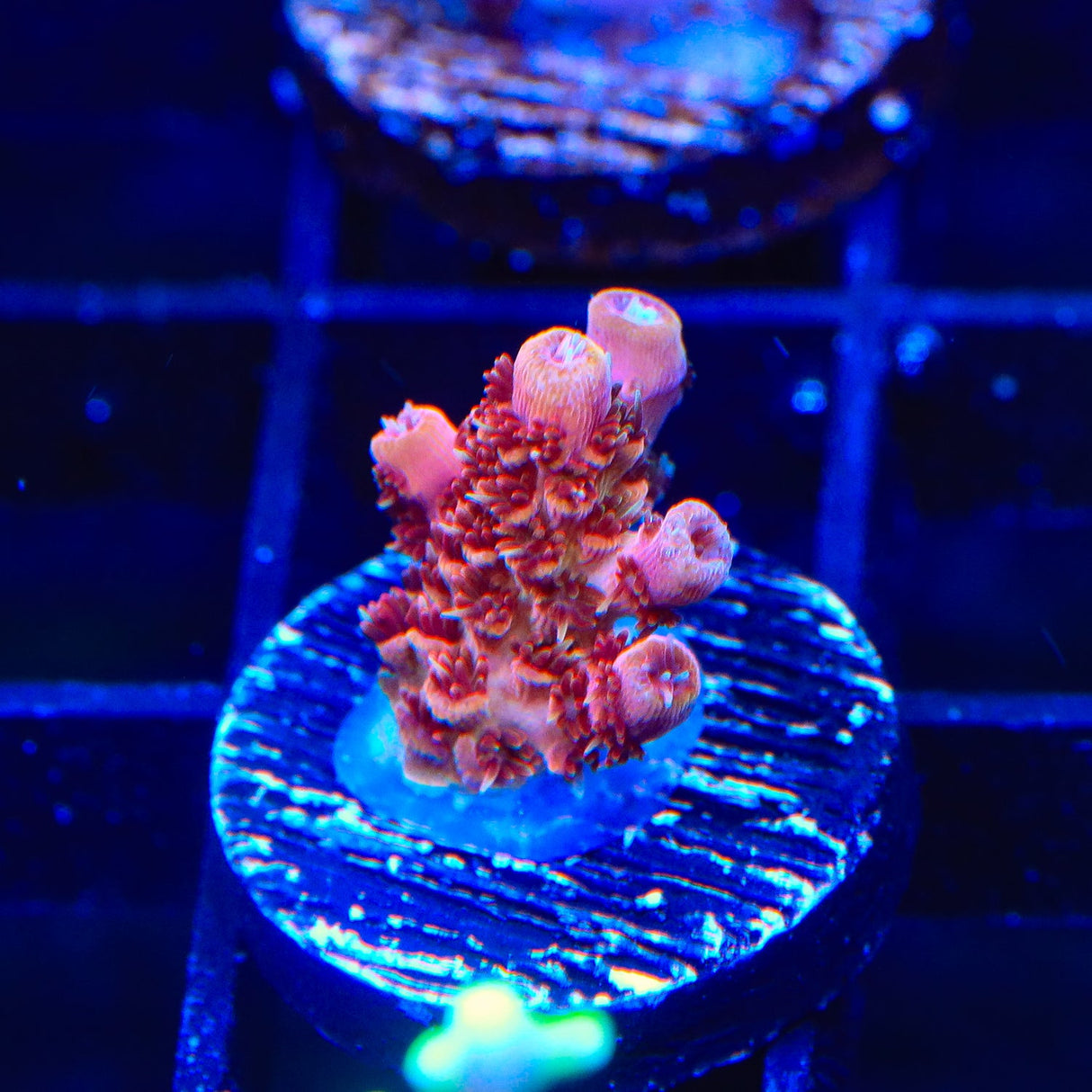 TSA Four Loko Acropora Coral