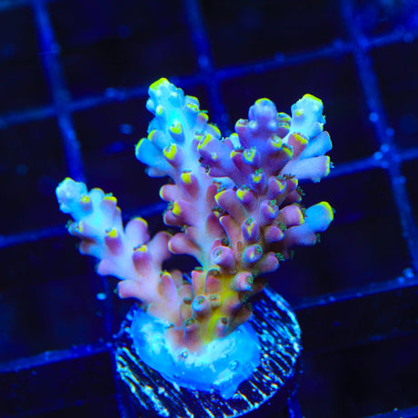 TSA Bollywood Acropora Coral