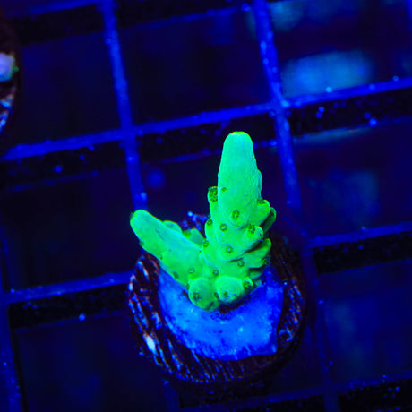 Purple Monster (Greened out) Acropora Coral