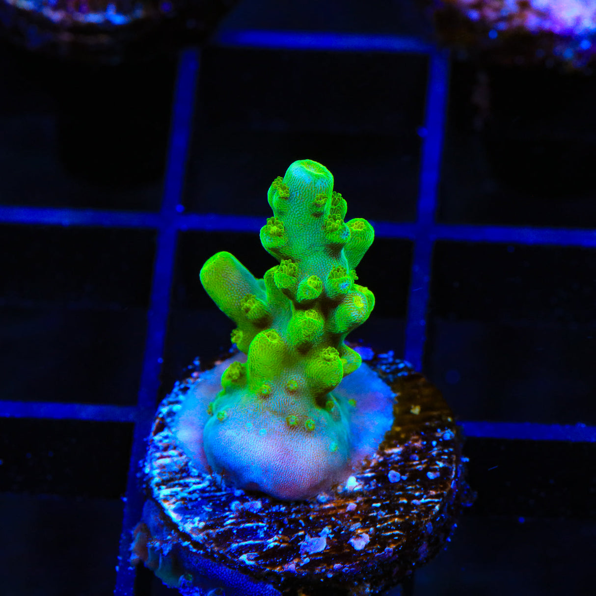 TSA Green Hornet Acropora Coral - Top Shelf Aquatics