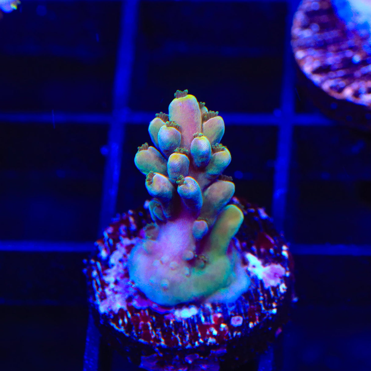 TSA Rainbow Fever Acropora Coral