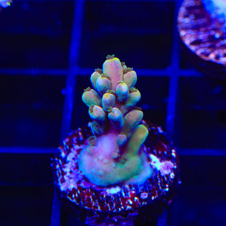 TSA Rainbow Fever Acropora Coral