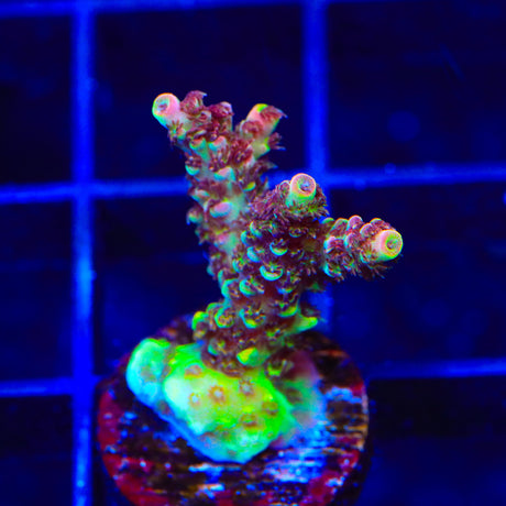 TSA Carolina Reaper Acropora Coral