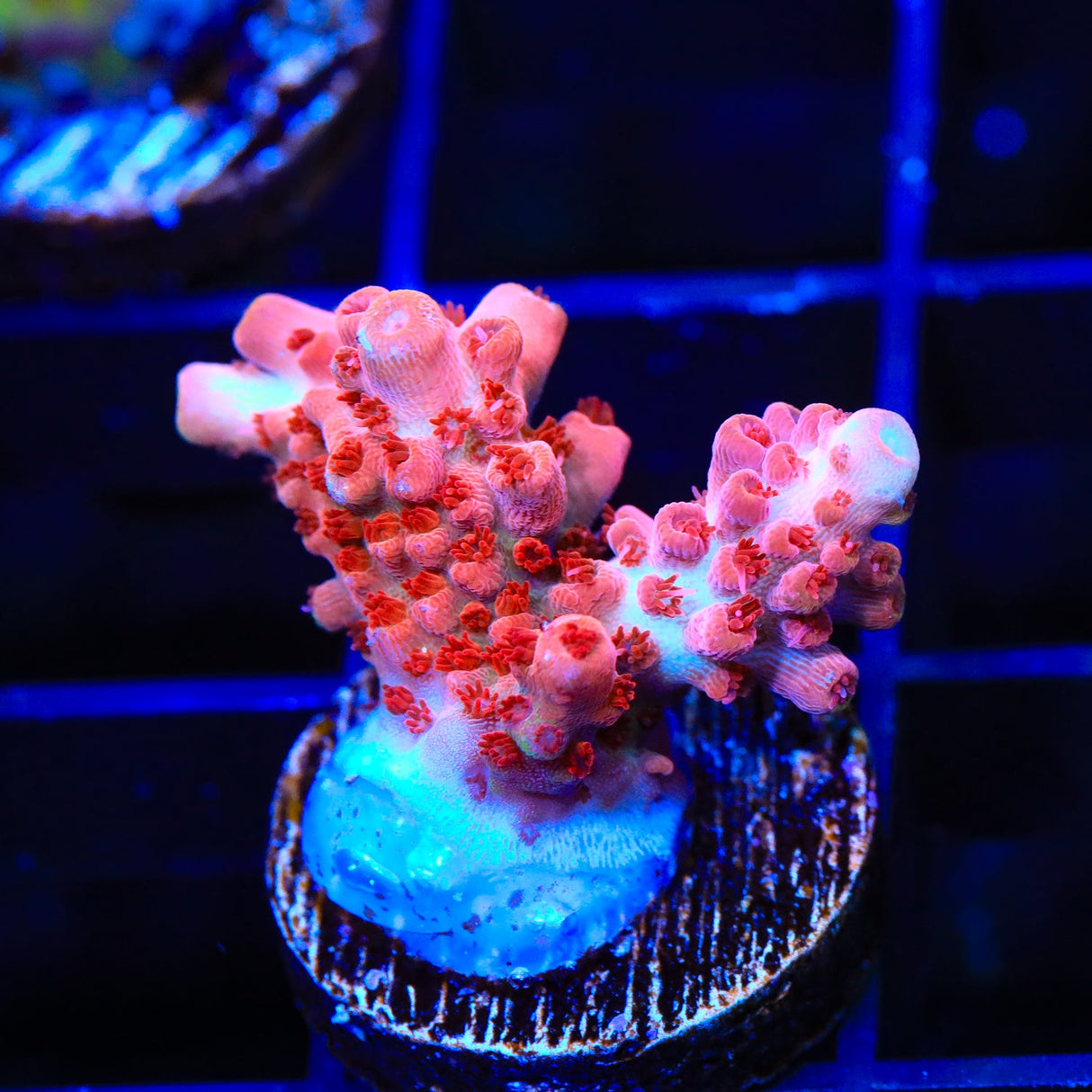 RRC Pink Cadillac Acropora Coral