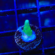 Purple Monster (Greened out) Acropora Coral