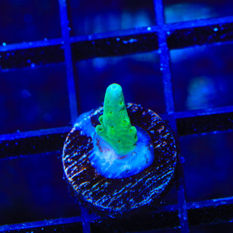 Purple Monster (Greened out) Acropora Coral